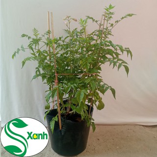 Cây Hồng Thiên Hương (Cây Leo)