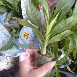 Hoa phong lan thiên nga đen