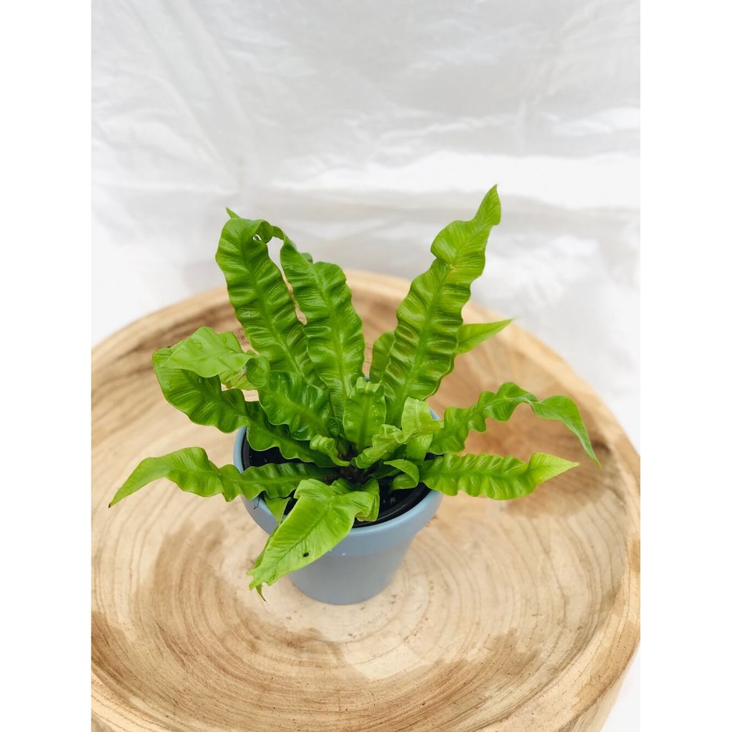 Cây Asplenium nidus Crispy Wave (Tổ Yến) chậu nhựa