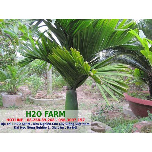 Cây Giống Cau Lùn - H2O FARM