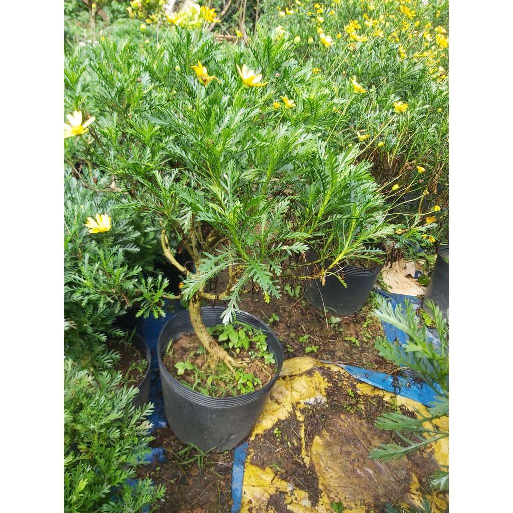 - Cúc thân gỗ dáng TREE cây đang hoa cao 60-100cm