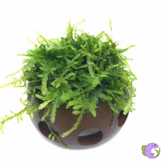 Gốm Gắn Rêu - Đồ Chơi Cho Tép Cảnh