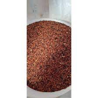50 gram hạt giống bạch đàn đỏ