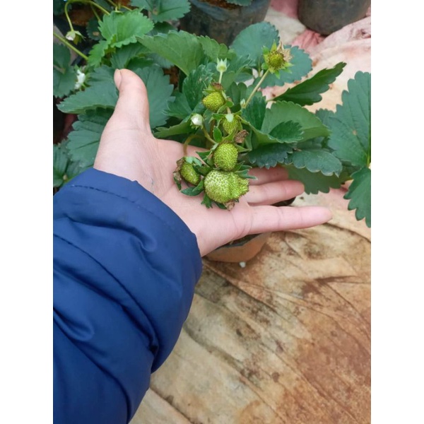 Chậu Dâu Hana Ổn Định - Cây đang phát triển tốt có hoa và trái như hình