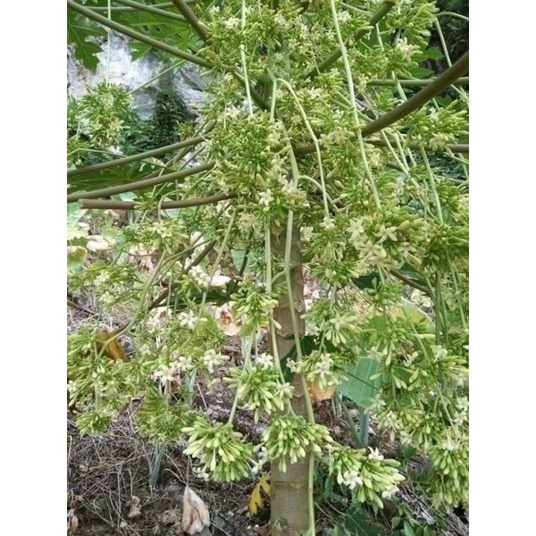 Gói 50 HẠT GIỐNG ĐU ĐỦ ĐỰC SAI HOA