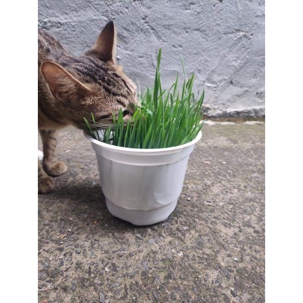 Cỏ tươi cho mèo và boss