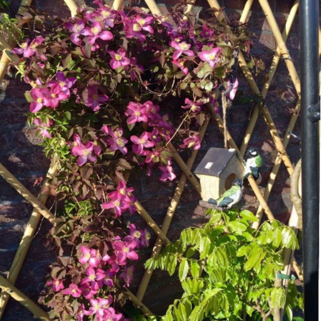 CỦ  HOA LEO ÔNG LÃO ĐÃ CÓ MẦM