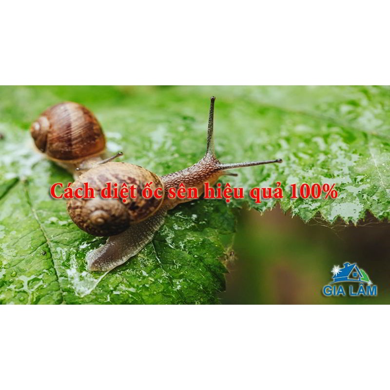 [Chính hãng] thuốc diệt ốc sên hiệu quả đến 99 %