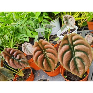cây Alocasia cuprea
