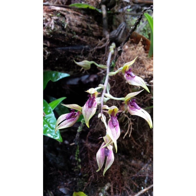 Hoa Lan đơn hành HOA TẾT