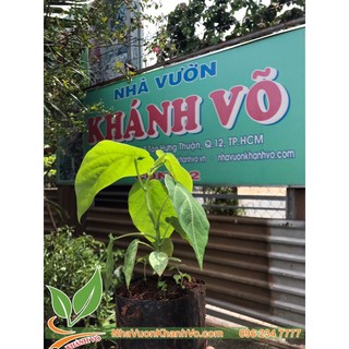 CHANH LEO NGỌT COLOMBIA