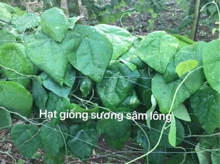 30H-Giống sương sâm lông