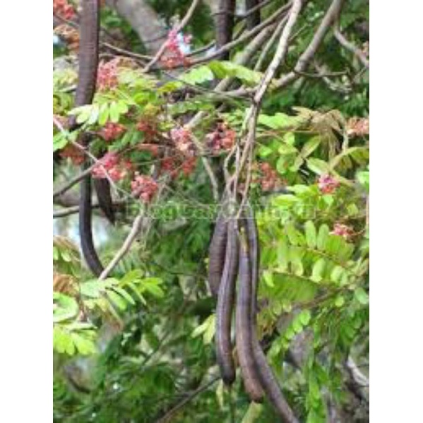 Cơm Quả ô môi hay quả Canh ki na