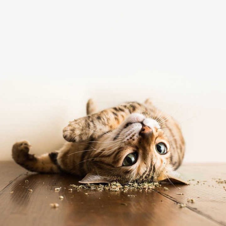 Bóng Catnip cho mèo Kún Miu, đồ chơi bóng catnip, bạc hà mèo giúp mèo thư giãn