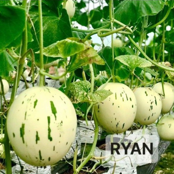 Hạt giống dưa lê Hàn Bạch Kim Ryan F1 giống nhập Hàn siêu ngon ngọt, giòn tan, dễ trồng và đẹp mắt
