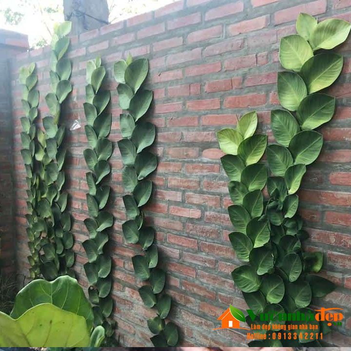 Cây tắc kè thái - Cây cảnh sân vườn - caykiengsadec