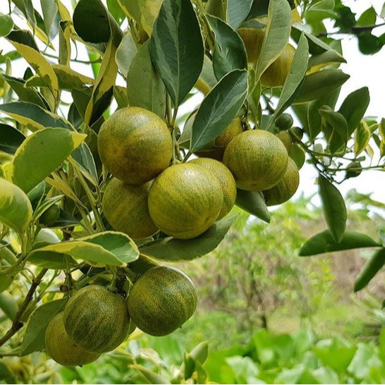 Cây Tắc Cẩm Thạch Đang Có Quả
