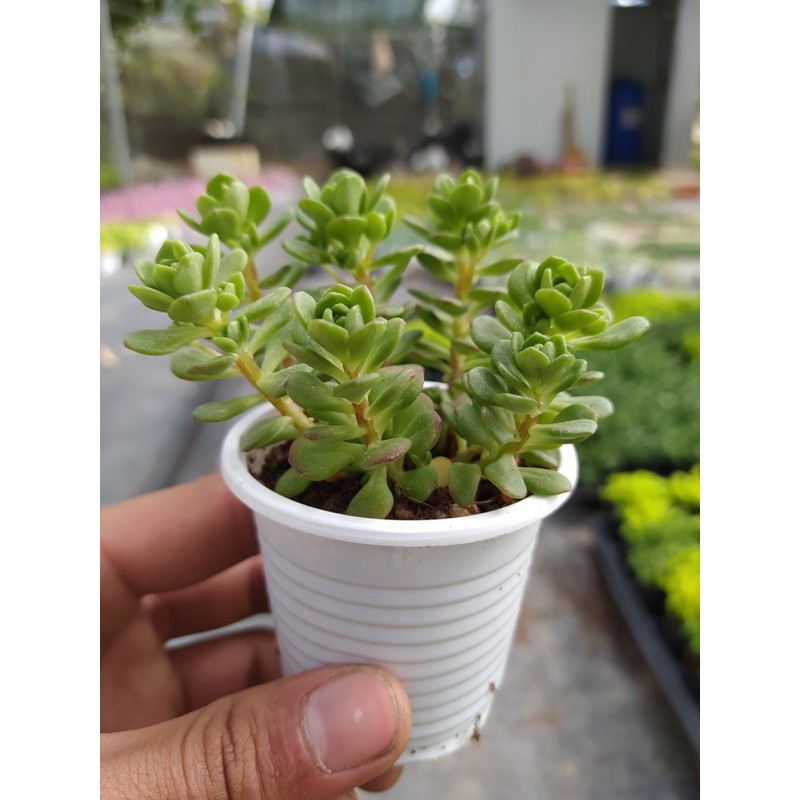 SEN ĐÁ SEDUM HOA HỒNG XANH ĐÀ LẠT SIZE BÉ, SIÊU KHOẺ ĐẸP, THUẦN MỌI KHÍ HẬU, HƯ 1 ĐỔI 1