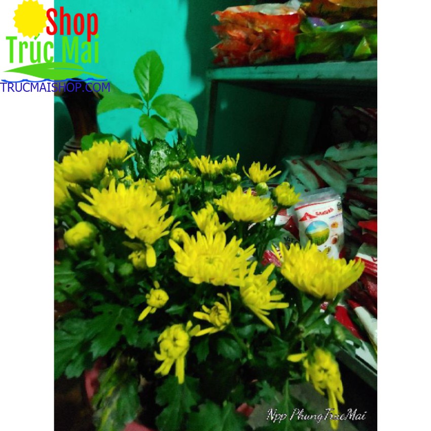 CÂY HOA CÚC VÀNG CHƠI TẾT