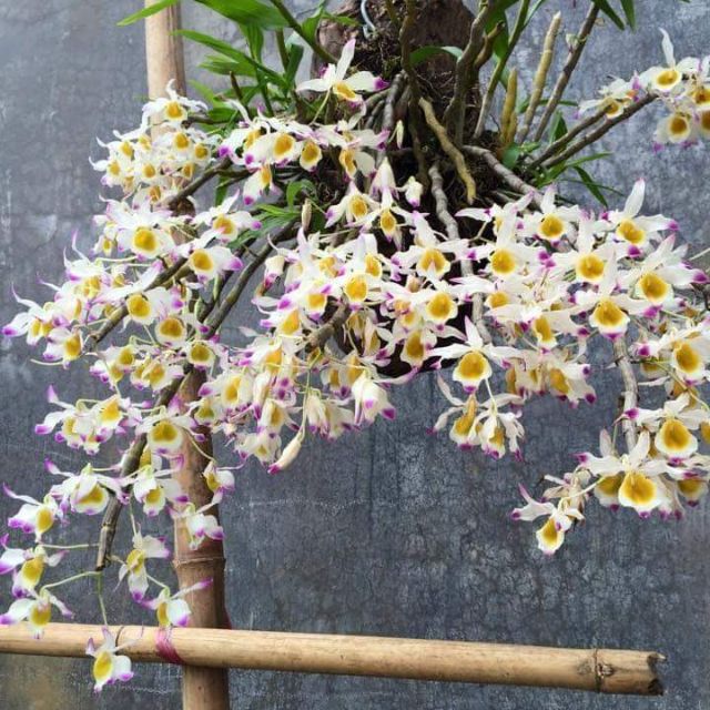 Lan Ngọc Thạch Ba Màu