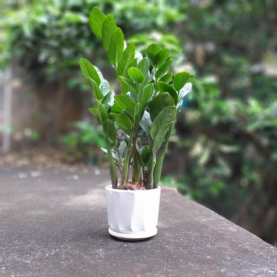 Cây Kim tiền để bàn, Kim phát tài