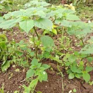 Hạt Giống Cây Tầm Bóp _Lồng Đèn