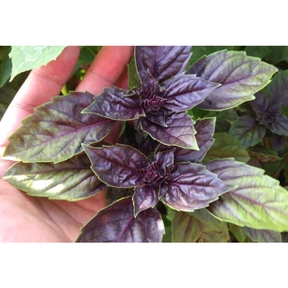 Purple basil / cây húng tây (quế tây) tím