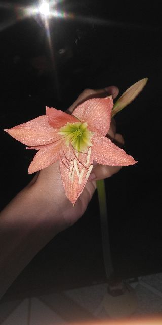 1 cụm củ hoa lan huệ màu cam