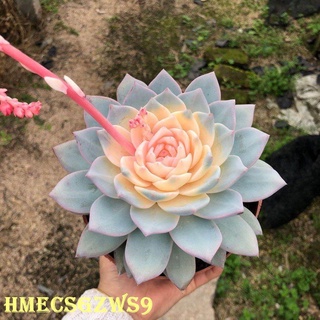 Hạt giống sen đá hoa hồng 50h