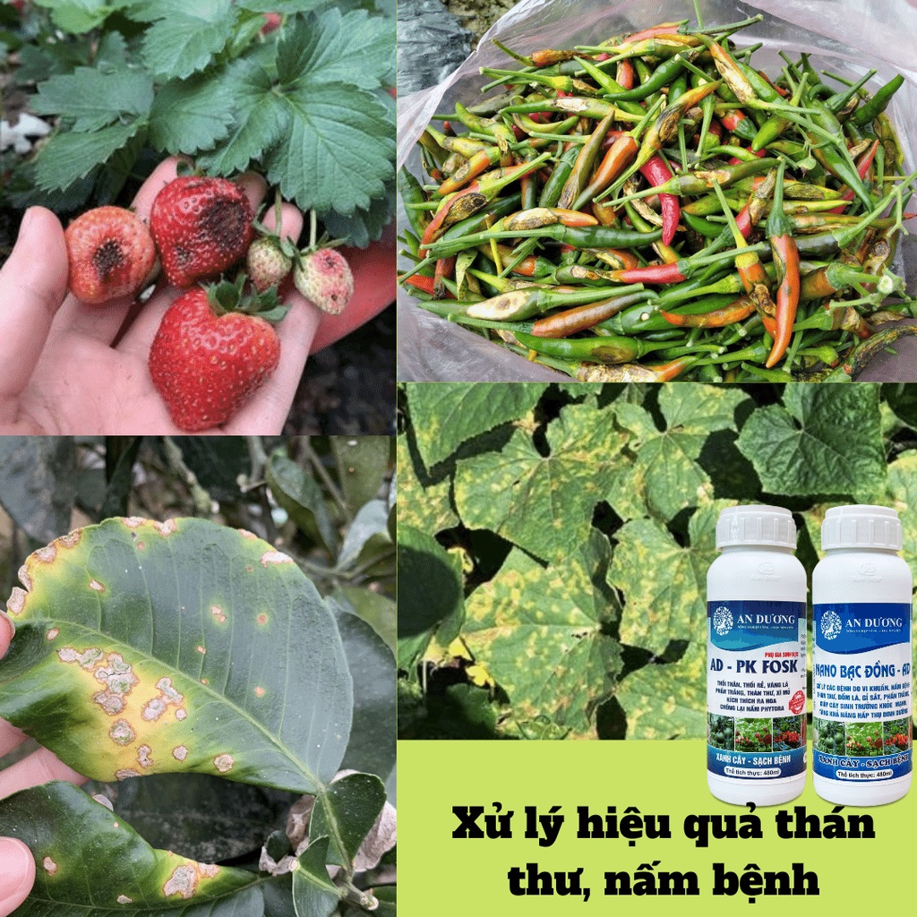 Bộ đôi An Dương xử lý nhanh thán thư, vàng rụng lá, thối trái, thân rễ, phấn trắng, héo xanh, sương mai 480ml