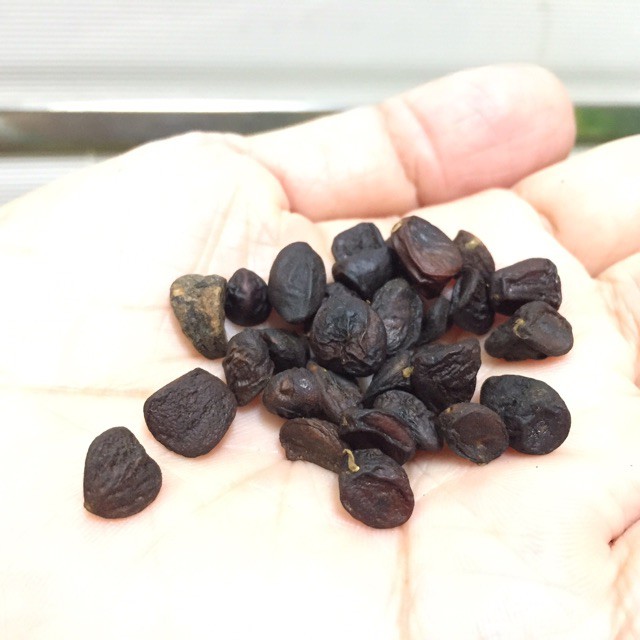 Combo 100g Mắc Khén + 50 Hạt Dổi Nếp | BigBuy360 - bigbuy360.vn