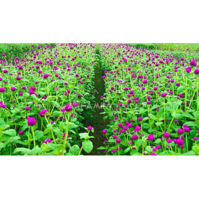 [Sale sốc] 1Kg Hoa cúc bách nhật tím sấy khô