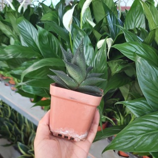 Cây sen đá móng phụng (chậu nhựa)