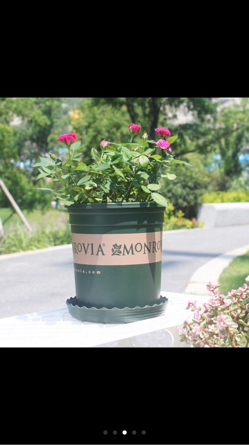 Chậu nhựa trồng cây cao cấp MONROVIA số 1 kèm đĩa lót chậu