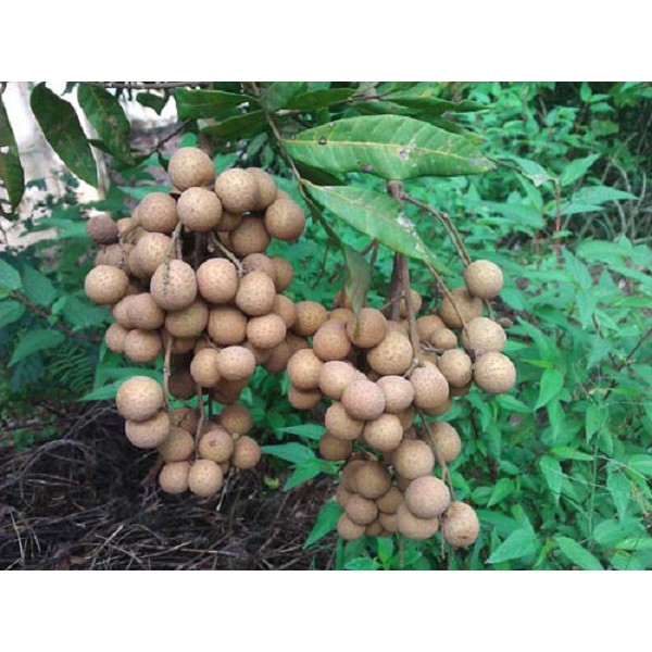 Cây thanh nhãn, hạt nhỏ, giống nhãn lùn, quả siêu ngọt, giá trị kinh tế cao, phù hợp mọi loại đất trồng khí hậu Việt Nam