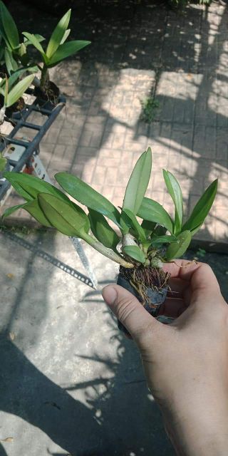 Denro mini giống