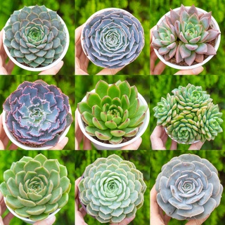 Sen đá cỡ vừa 9-11cm - Vườn sen đá