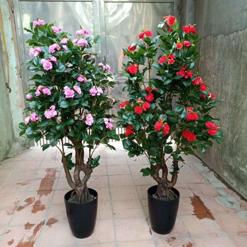 Tổng Hợp Cây Hoa Trà Giá Rẻ, Bán Chạy Tháng 9/2023 - Beecost