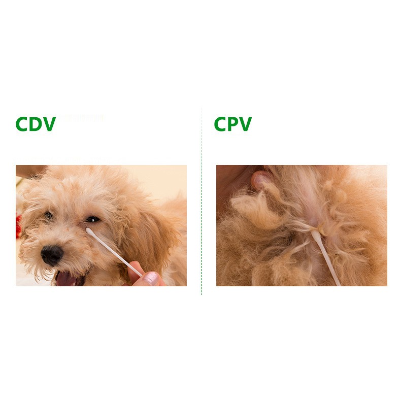 Que test Care CDV, Pravo CPV dành cho chó - Test bệnh care, Pavo - CutePets Phụ kiện chó mèo Pet shop Hà Nội