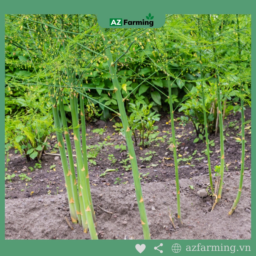 Hạt Giống Măng Tây Xanh - Gói 100 Hạt - AZ Farming