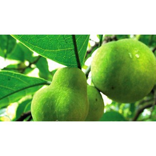 Lá chay khô- 100gr/gói