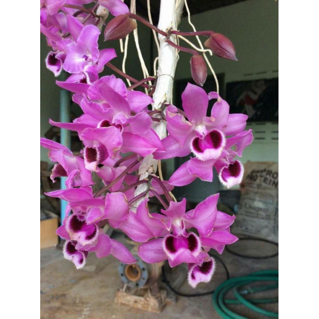 hoa phong lan phi điệp tím thái | BigBuy360 - bigbuy360.vn