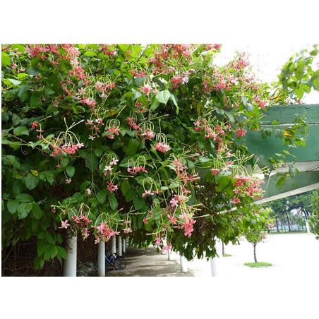 Dây sử quân tử, trang leo cho hoa thơm - Quisqualis indica L-UtNho