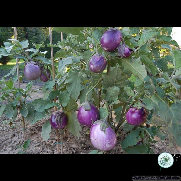 Hạt giống CÀ PHÁO TÍM F1 HN-64 ( 0,5 Gr)