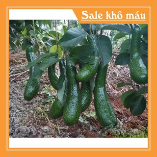Siêu sale siêu hot cây giống bơ 034 quả dài