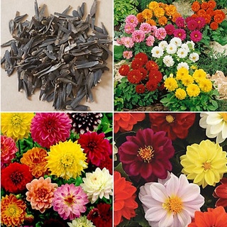 Hạt giống thược dược kép mix 40 hạt
