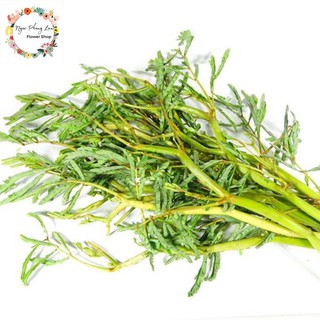 Giống rau nhút rau nhúc - gói 1 gram