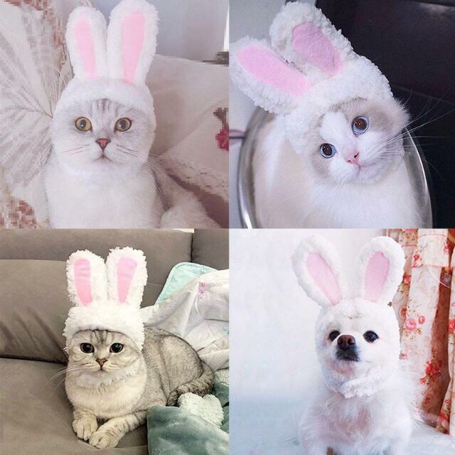 Mũ cho thú cưng tai thỏ đáng yêu nhiều màu sắc  Nón cho chó mèo - Titipets