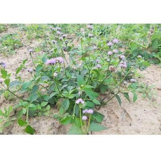 1kg cây cứt lợn khô (hoa ngũ sắc, cây cỏ hôi) chữa viêm xoang