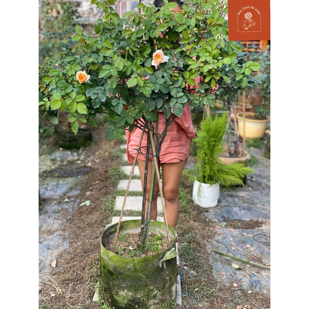 Hoa Hồng Thân tree gỗ juliet Siêu Phẩm -HoaTuoiMeLinh